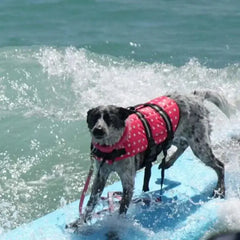 Cute & Colorful Premium Dog Life Vests Bargain Buzz