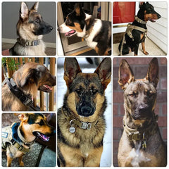 Elevate Your Dog's Style and Safety with Our Tactical Dog Collar Bargain Buzz