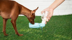 Pet Water Bottle Bargain Buzz